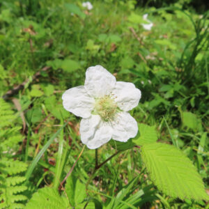 クサイチゴの白花を撮影した花写真