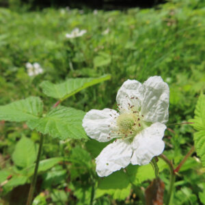 クサイチゴの白花を撮影した花写真