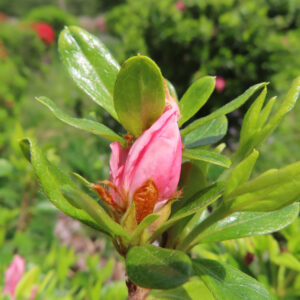 ツツジの万葉の花を撮影した花写真
