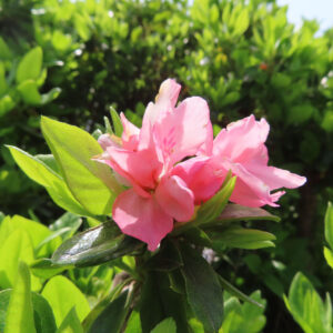 ツツジの万葉の花を撮影した花写真
