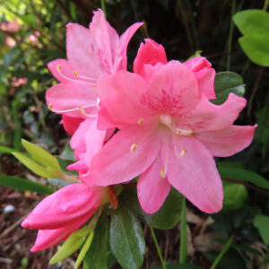 ツツジの万葉の花を撮影した花写真