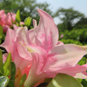 ツツジの万葉の花を撮影した花写真