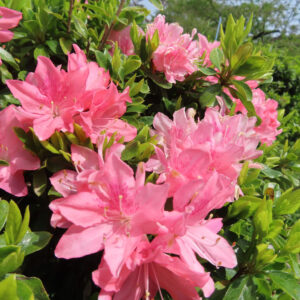 ツツジの万葉の花を撮影した花写真
