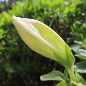 ツツジの万葉の花を撮影した花写真