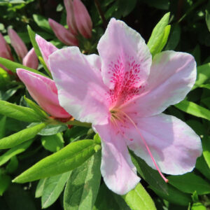 ツツジの万葉の花を撮影した花写真