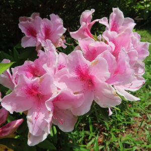 ツツジの万葉の花を撮影した花写真