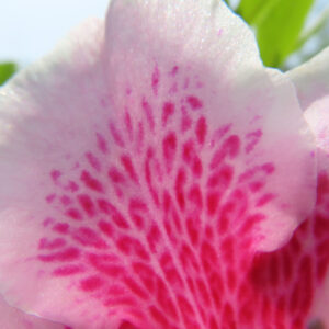 ツツジの万葉の花を撮影した花写真