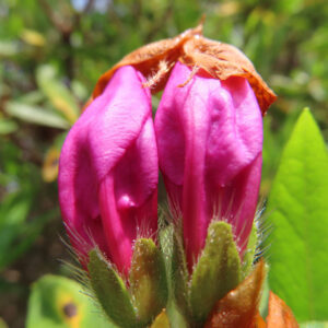 ツツジの万葉の花を撮影した花写真