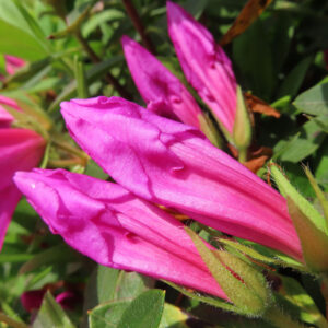 ツツジの万葉の花を撮影した花写真