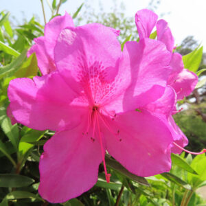 ツツジの万葉の花を撮影した花写真