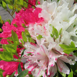 ツツジの万葉の花を撮影した花写真