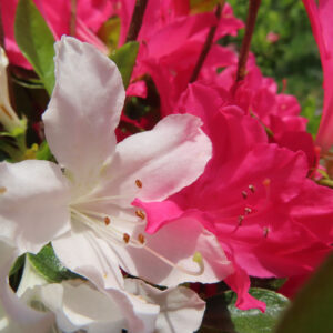 ツツジの万葉の花を撮影した花写真