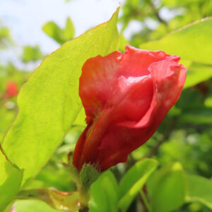 ツツジの万葉の花を撮影した花写真