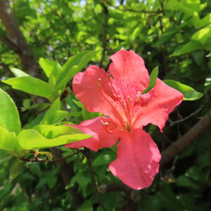ツツジの万葉の花を撮影した花写真
