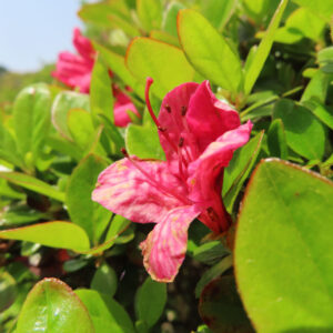 ツツジの万葉の花を撮影した花写真