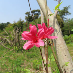 ツツジの万葉の花を撮影した花写真