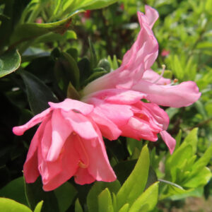 ツツジの万葉の花を撮影した花写真