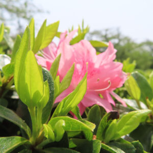 ツツジの万葉の花を撮影した花写真