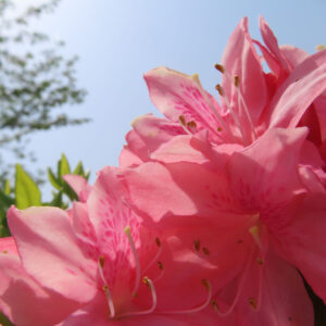 ツツジの万葉の花を撮影した花写真