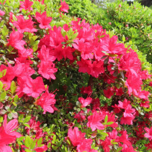 ツツジの万葉の花を撮影した花写真