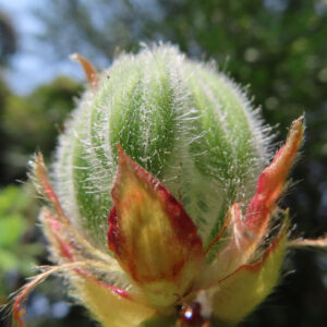 ツツジの万葉の花を撮影した花写真