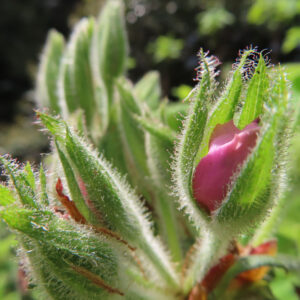 ツツジの万葉の花を撮影した花写真