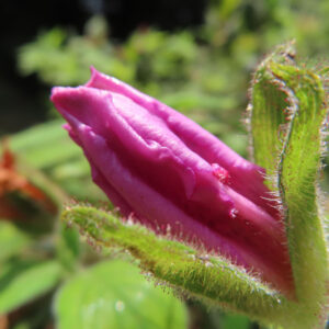 ツツジの万葉の花を撮影した花写真