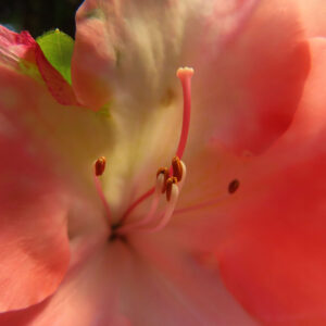 ツツジの万葉の花を撮影した花写真