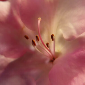 ツツジの万葉の花を撮影した花写真