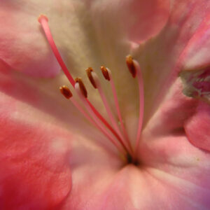 ツツジの万葉の花を撮影した花写真