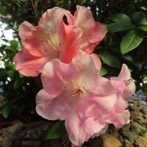 ツツジの万葉の花を撮影した花写真