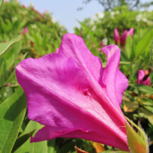 ツツジの万葉の花を撮影した花写真