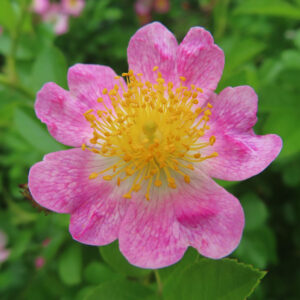 ノイバラの野ばらの白い一重花を撮影した花写真
