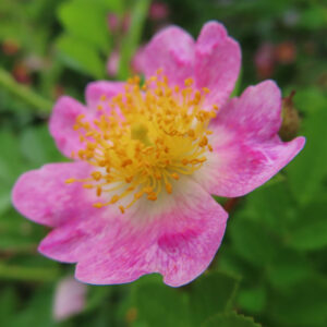 ノイバラの野ばらの白い一重花を撮影した花写真