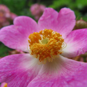 ノイバラの野ばらの白い一重花を撮影した花写真