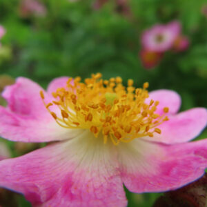 ノイバラの野ばらの白い一重花を撮影した花写真
