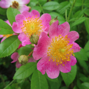 ノイバラの野ばらの白い一重花を撮影した花写真