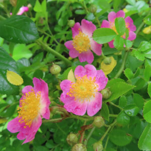 ノイバラの野ばらの白い一重花を撮影した花写真