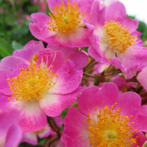 ノイバラの野ばらの白い一重花を撮影した花写真