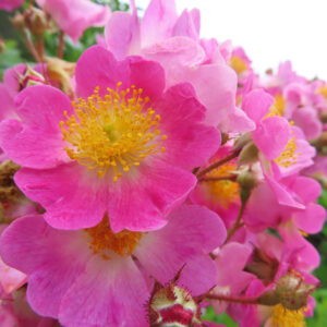 ノイバラの野ばらの白い一重花を撮影した花写真