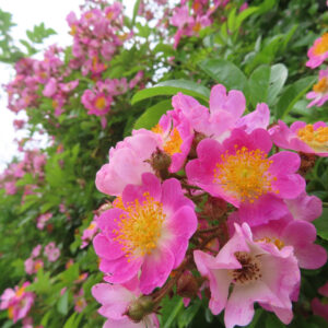 ノイバラの野ばらの白い一重花を撮影した花写真