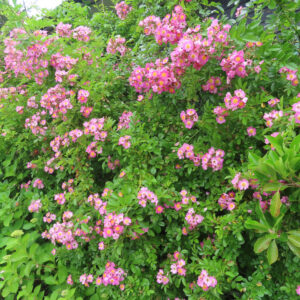ノイバラの野ばらの白い一重花を撮影した花写真