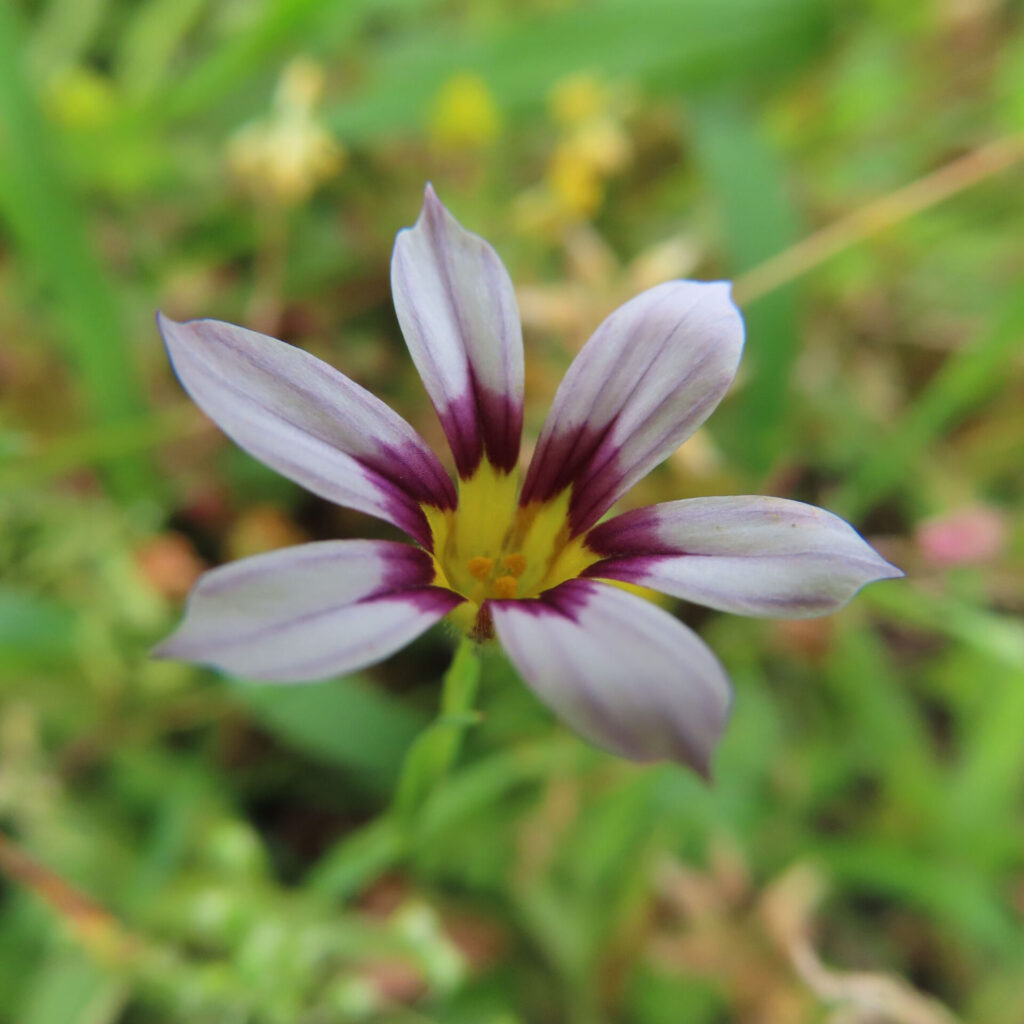 花弁中央の濃紫模様が印象的なニワゼキショウの正面花のアップ