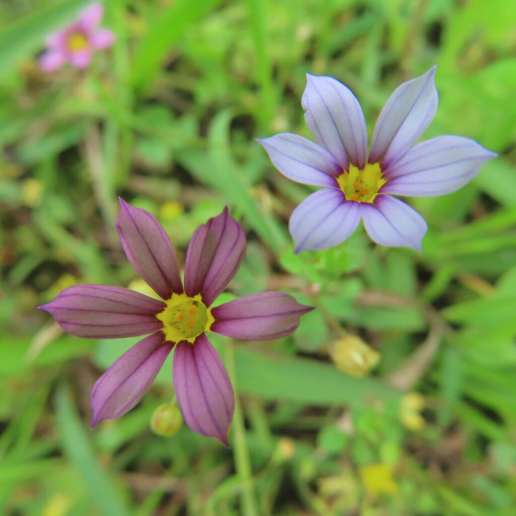 色違いで咲く紫と薄紫のニワゼキショウの花がペアで写る写真