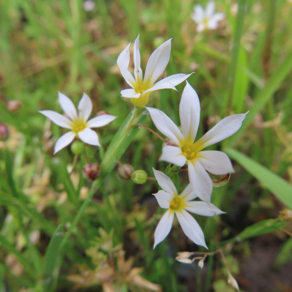 白いニワゼキショウの花が複数開花している春の野草写真