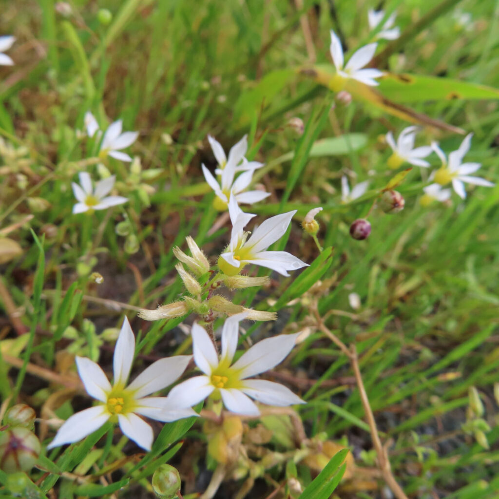 白いニワゼキショウの群生が草むらの中で咲いている自然風景