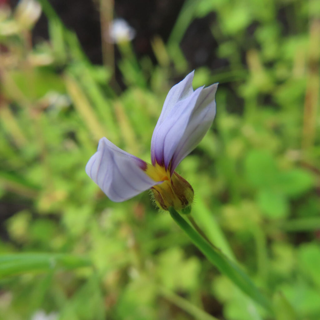 横から撮影された淡紫色のニワゼキショウの立体的な花の姿