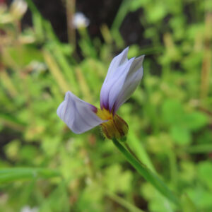 横から撮影された淡紫色のニワゼキショウの立体的な花の姿