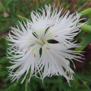 ナデシコの秋の七草を撮影した花写真