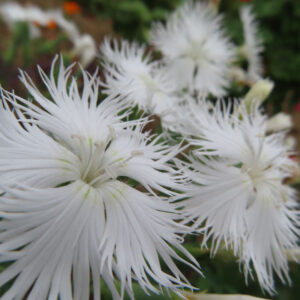 ナデシコの秋の七草を撮影した花写真